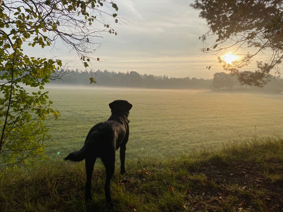 Ochtend Mist Hertjes