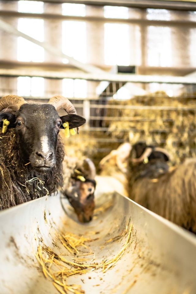 Schapen in de schaapskooi