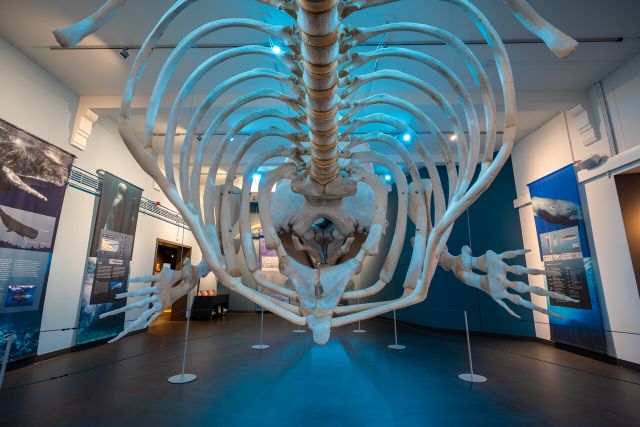 Natuurmuseum Brabant