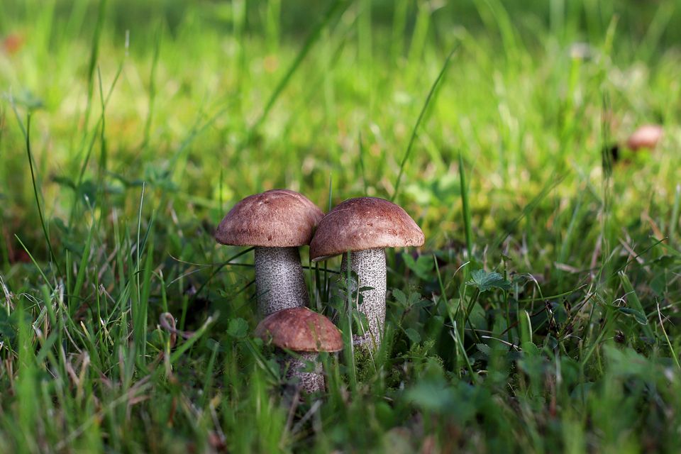 Paddenstoelen bos