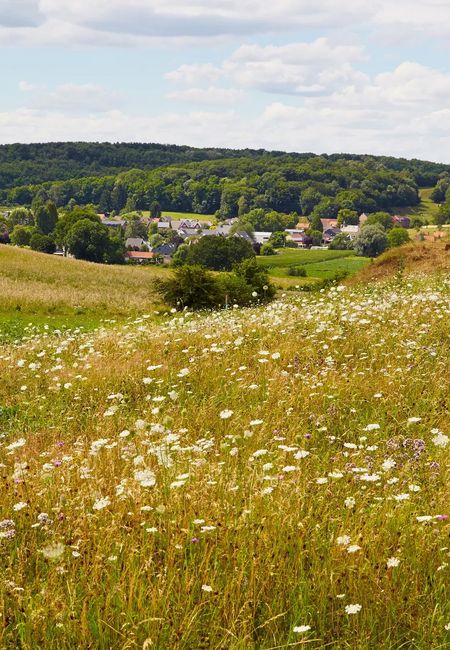 Natuur Sint-Pietersberg