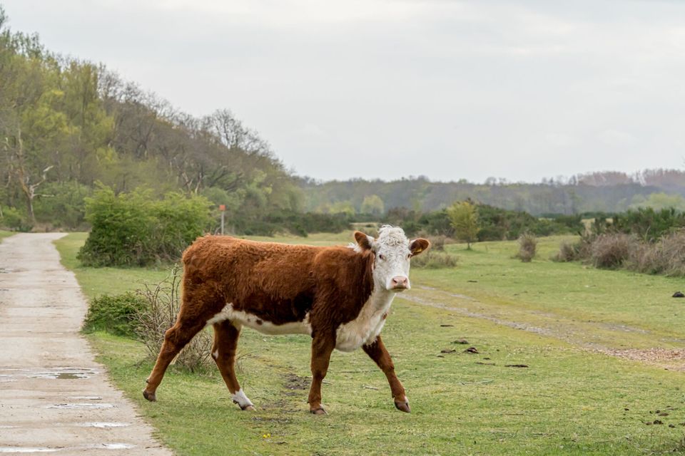 Natuurgebieden de Vroongronden in Renesse | Schouwen-Duiveland