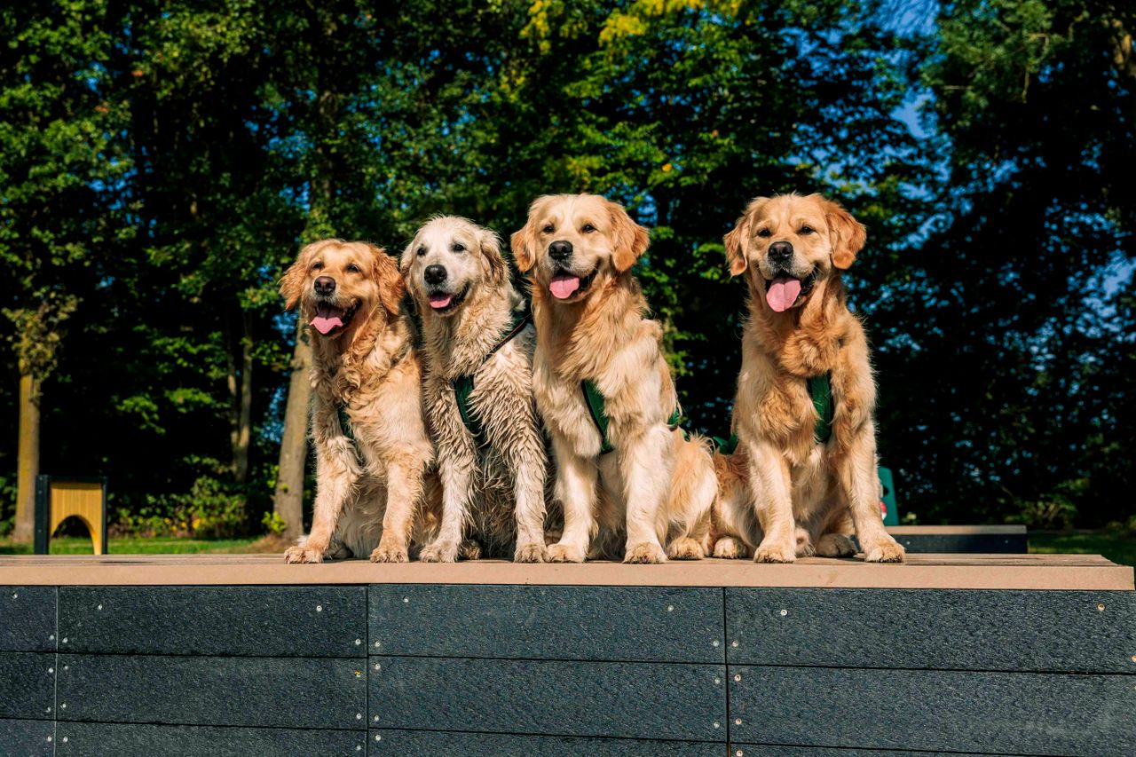Vier honden zitten op een rij op recreatiegebied Stroombroek
