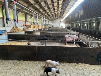 PorcusCampus