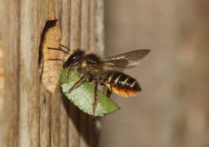 Vortrag: Wildbienen Aarle-Rixtel