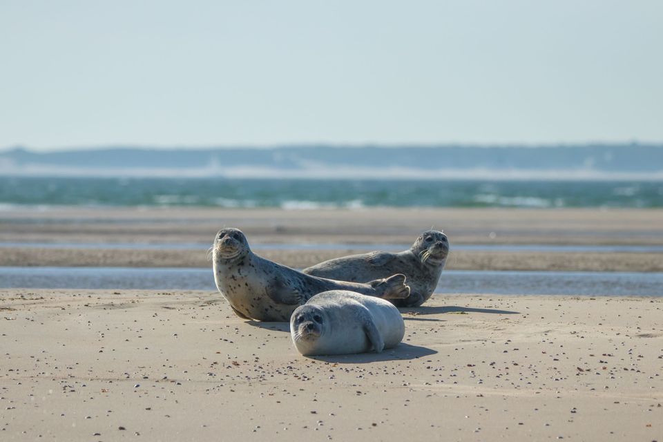 3 zonnebadende zeehonden op het strand