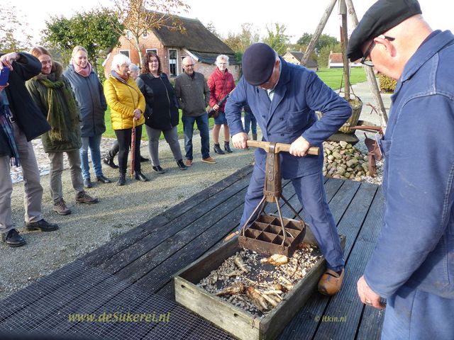 Cichorei wortels hakken bij museum De Sukerei