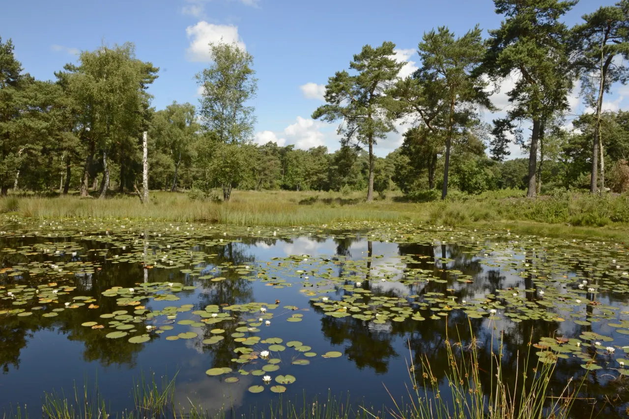 Natuurgebied De Ravenvennen