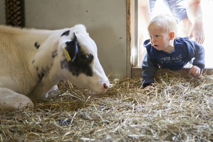 Een jong kind kruipt nieuwsgierig door het stro en kijkt naar een liggend kalf in de stal van Kinderboerderij De Goudse Hofsteden.