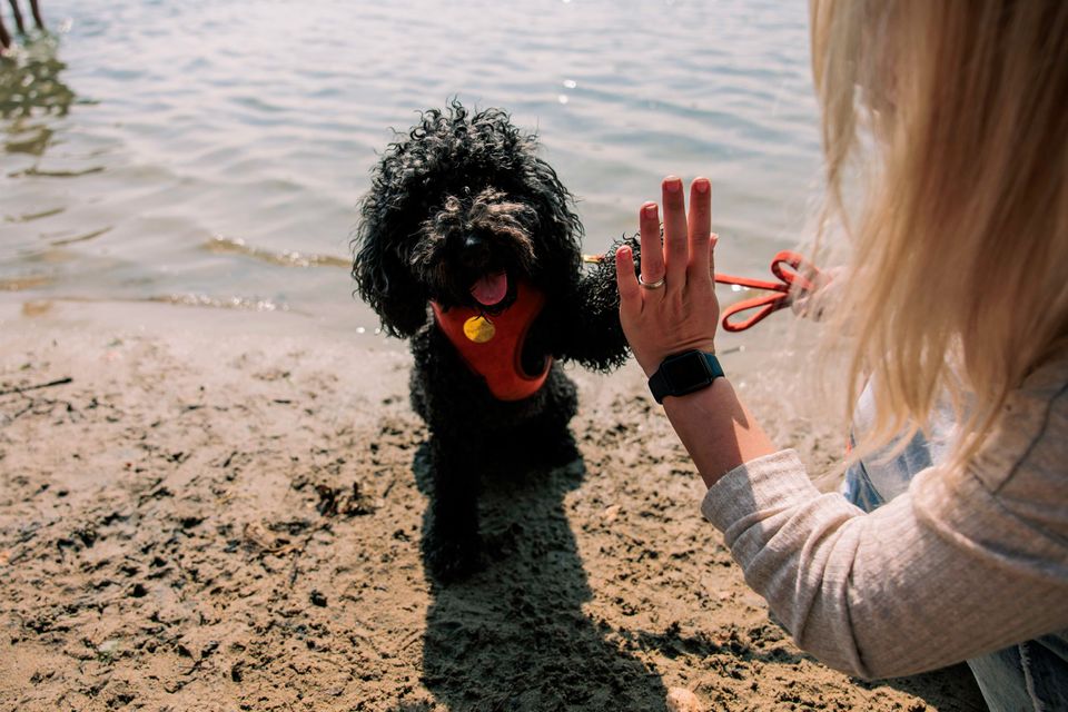 Een hond geeft baasje een high five