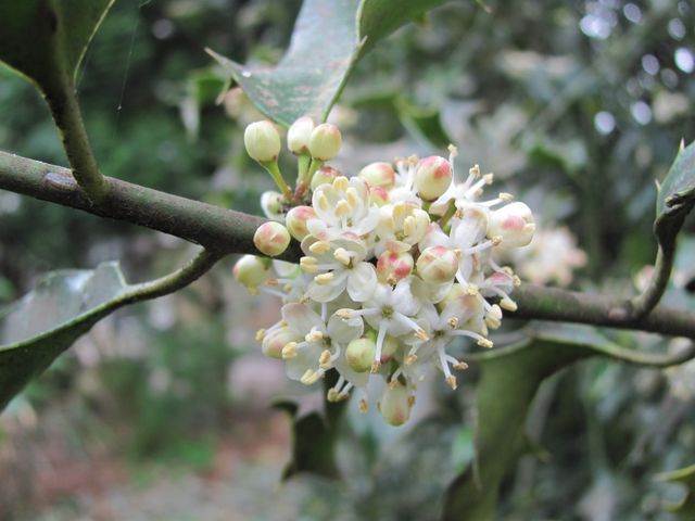 De bloem van een Hulst
