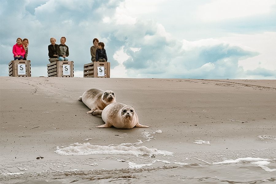 Zeehonden vrijlaten bij Pieterburen Lauwersoog Friesland Wadden