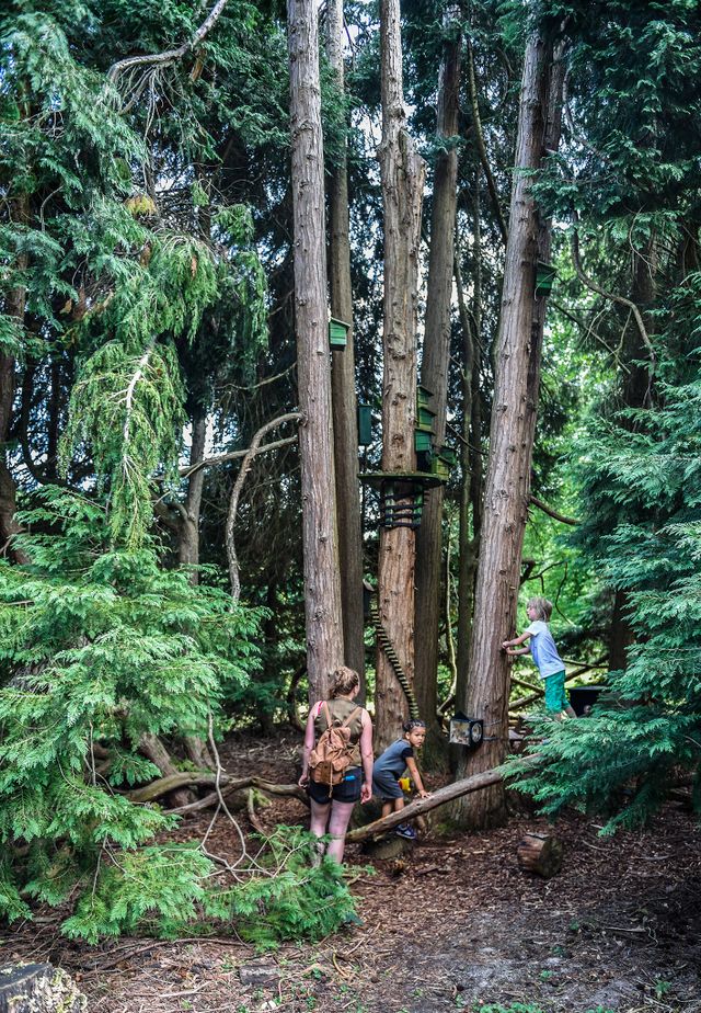 Kinderen klimmen en spelen tussen hoge bomen in het speelbos op Landgoed De Paltz. De natuurlijke klimroute met houten elementen biedt een avontuurlijke buitenactiviteit in een bosrijke omgeving.