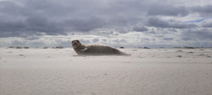 Het wad langs de Westereems