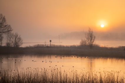Zonsondergang natuurgebied in De Utrechtse Waarden, met water, mist, eenden en wat kale begroeiing in de winter.