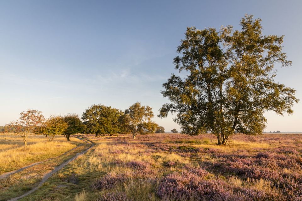 Dwingelderveld heide vergezicht