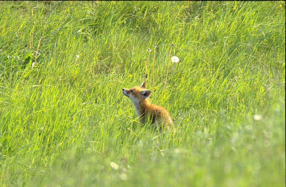 Vossenjong in het gras