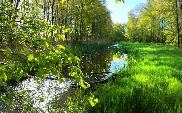 Plantenwandeling De Biezen Aarle-Rixtel