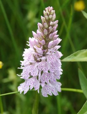 bloeiende-orchidee-dal-drentsche-aa_4276644591.JPG