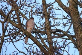 Excursie Stadsnatuur in Oss