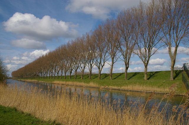 Geniedijk met populieren