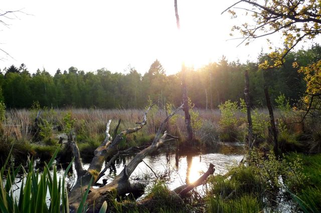 Ein kleines Teich im Naturschutzgebiet mit hohen Gräsern und Bäumen.