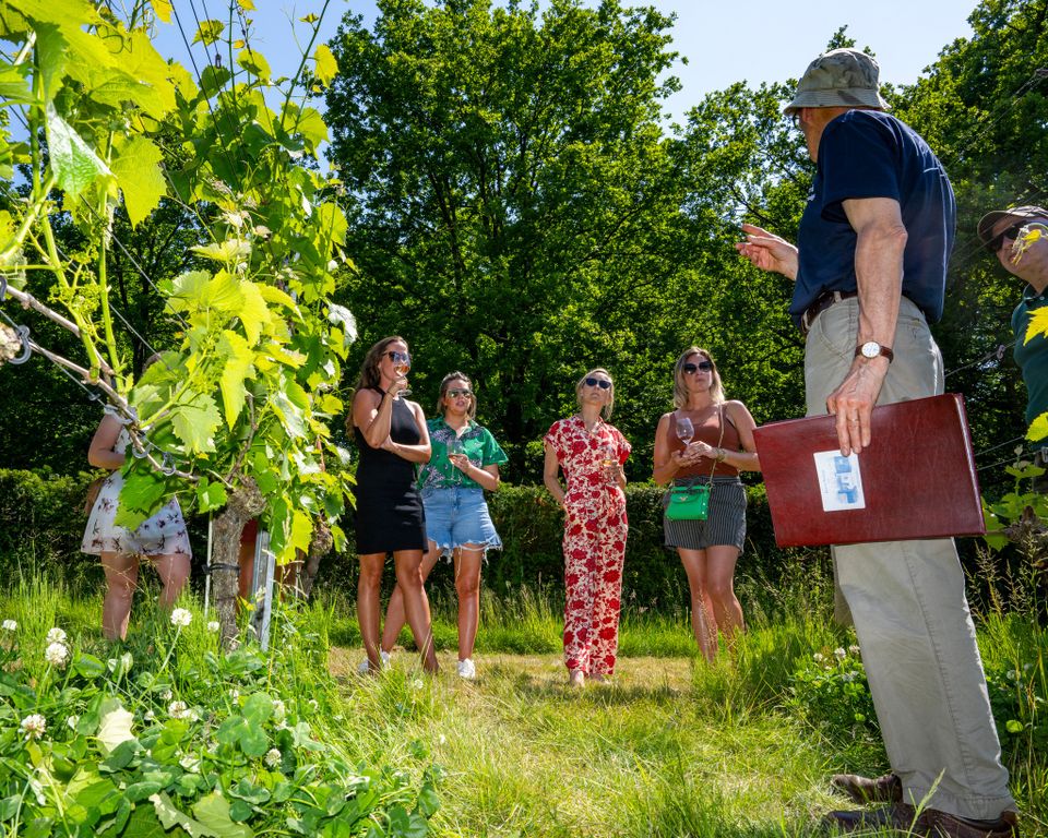 Druif in de WIJngaard