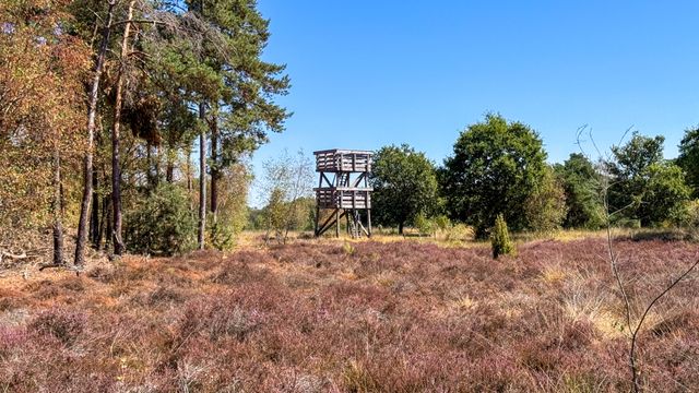 Wandeling over Landgoed De Stippelberg uitkijktoren en heide