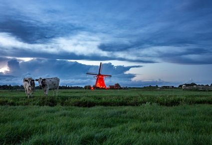Die beleuchtete Waterloosmühle ist während der Mühlen-Nacht aus der Ferne vom Polder aus zwischen den Kühen in Rijpwetering zu sehen