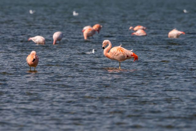 Op-Schouwen-Duiveland-Grevelingenmeer-Flamingo's-In-Het-Water