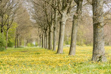 Pampushout gele bloemen