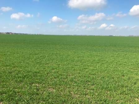 Grasland nabij 'De Winsel'