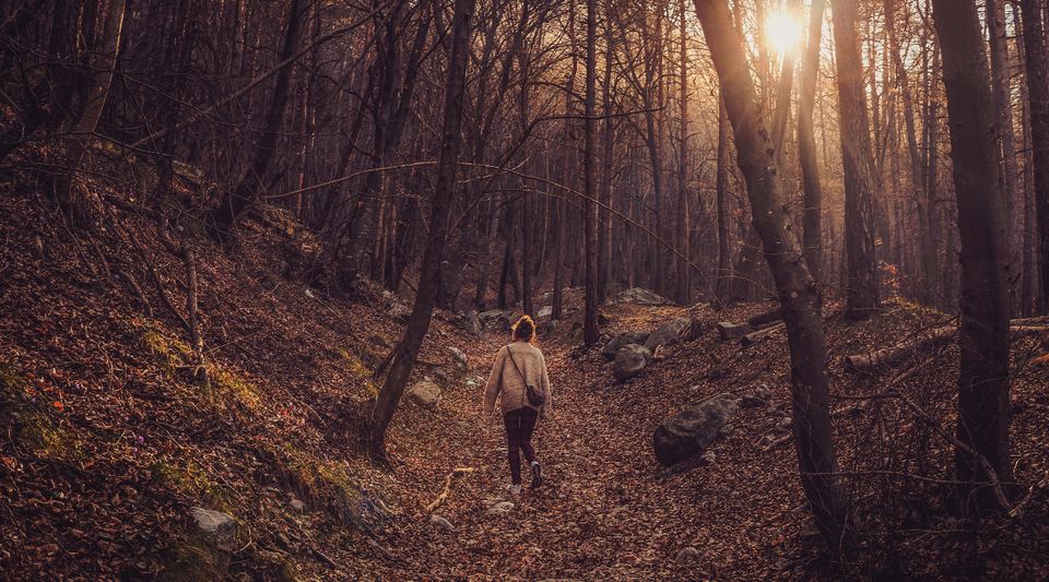 Herfst natuur bladeren Nederland