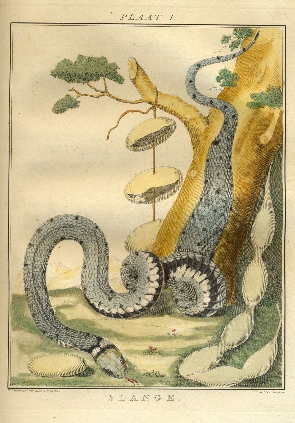 Johannes van Lier