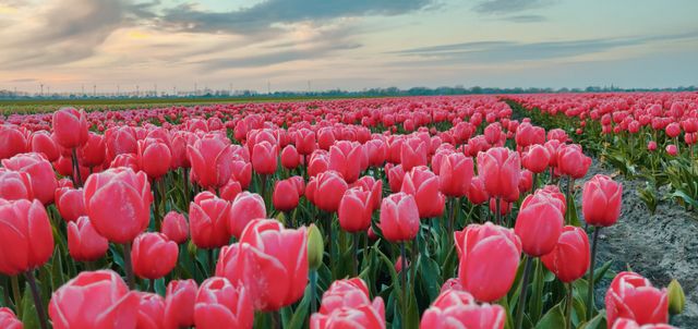 Tulpenveld met roze tulpen en een oranje en blauwe lucht