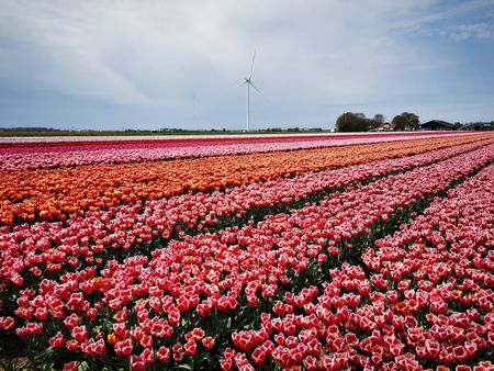 Tulpenroute Almere