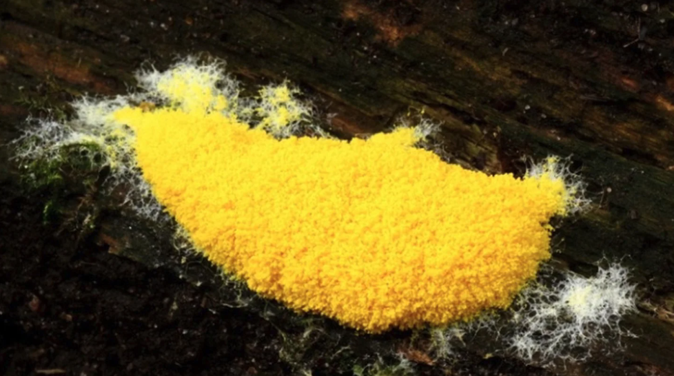 Gele slijmzwammen uitvergroot