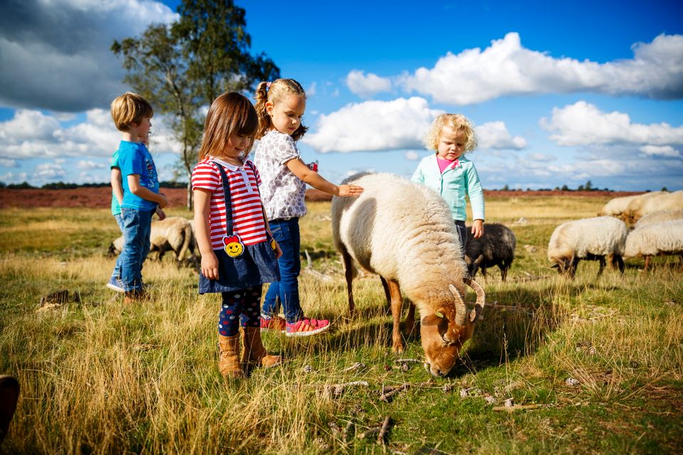 Kleine kinderen aaien schapen in de Drentse natuur.
