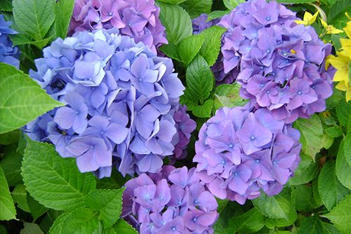 Bloeiende hortensia’s in paarse en blauwe tinten bij B&B Hortensia Eiland in het Groene Hart, sfeervolle tuin vol bloemen die rust, natuurbeleving en een ontspannen overnachting in het groen uitstralen.