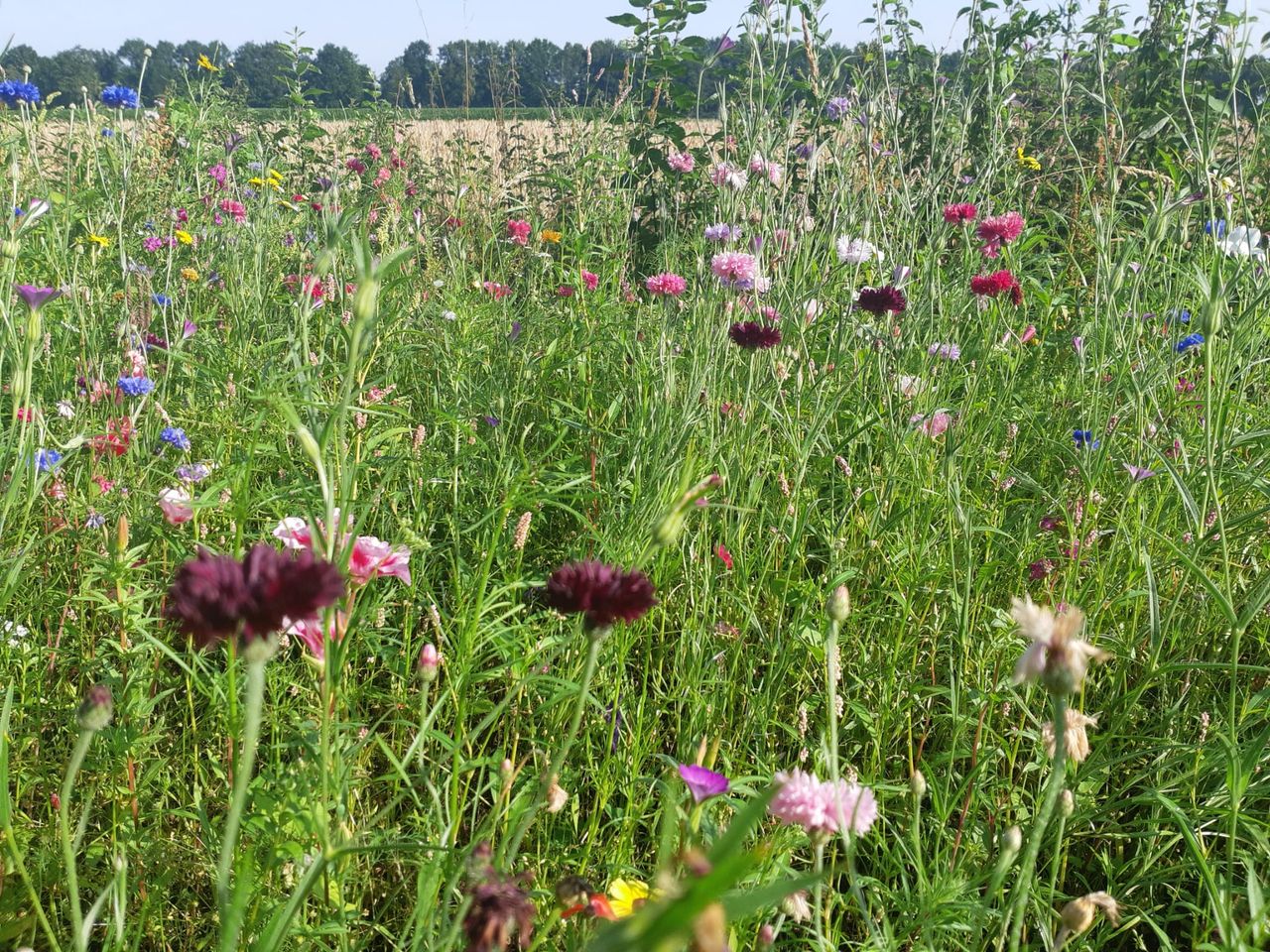 Bloemenstrook aan rolstoelpad