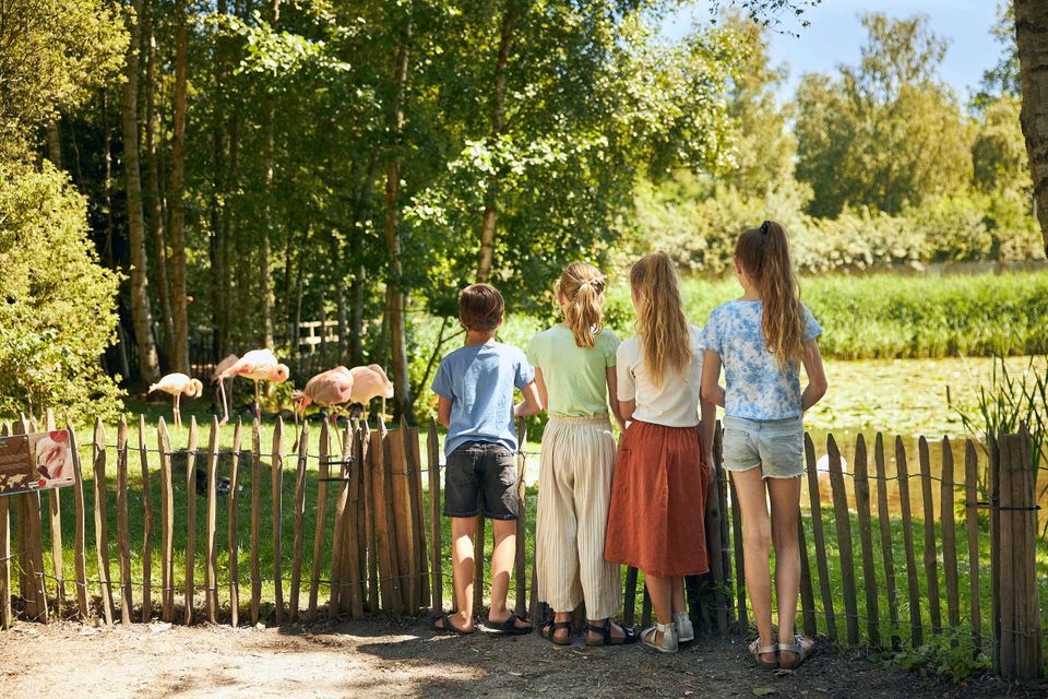 Kinderen kijken naar de flamingo's in AquaZoo
