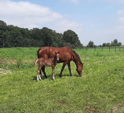 Paardenmelkerij Hoeksche Waard en zorgboerderij