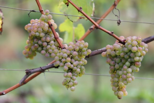 Sauvignac druiven op de wijngaard By Ypma