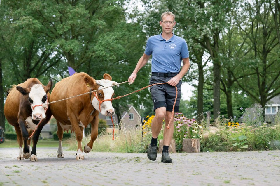 Man met twee roodbonte koeien aan een touw in het Drentse dorp Doldersum