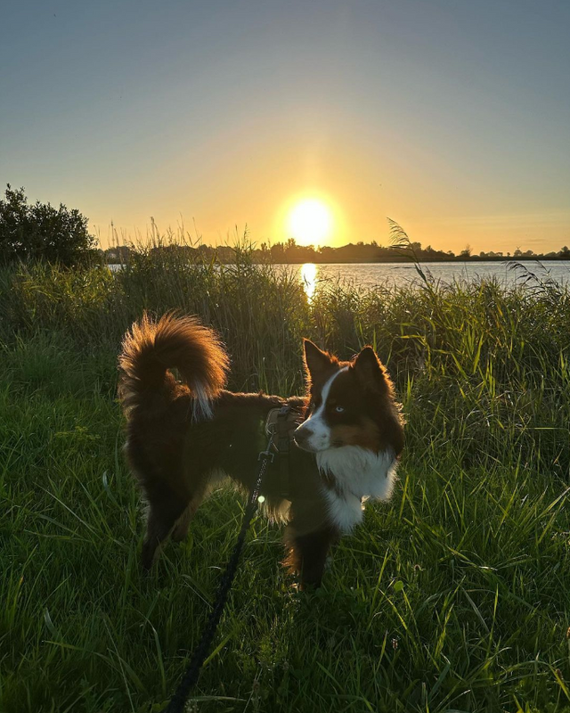 Hond met zonsondergang in de natuur van de Makkumersudwaard.