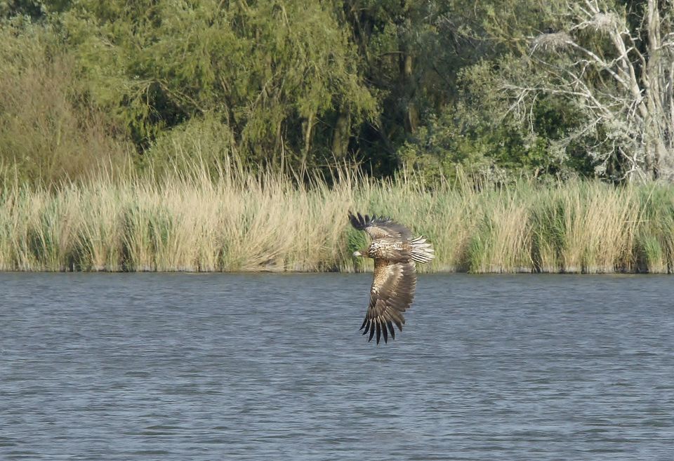 Een vliegende zeearend boven water in Flevoland