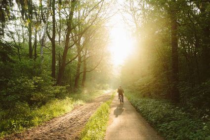 Fietser in bos Drents Friese Wold