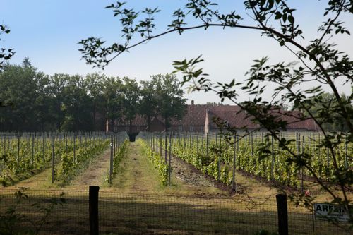 De prachtige wijngaard van de zusters van het Sint Catharinadal.