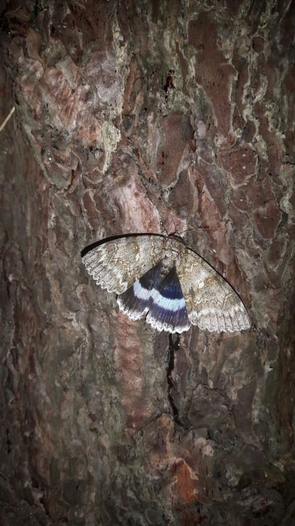 Close-up foto van Blauw Weeskind