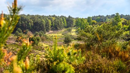 Brachterwald bij Reuver
